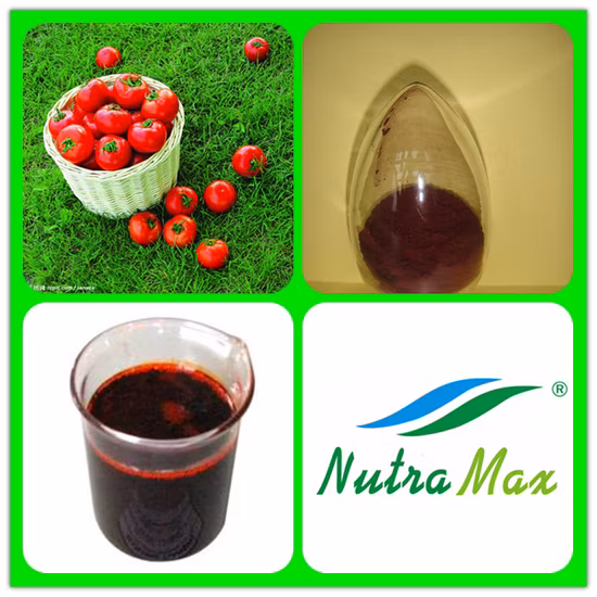 Extracto de tomate natural en polvo licopeno 6% 10% 20%